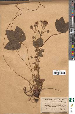 spécimen de Fragaria elatior