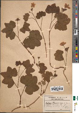 spécimen de Rubus chamaemorus