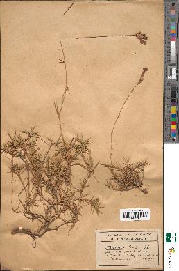 spécimen de Dianthus hirtus