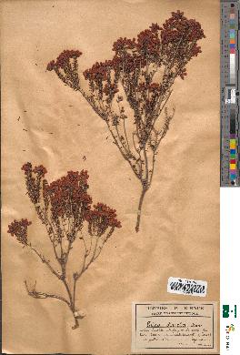 spécimen de Erica stricta