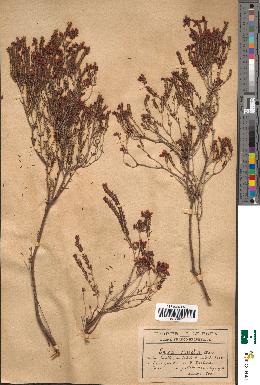 spécimen de Erica stricta
