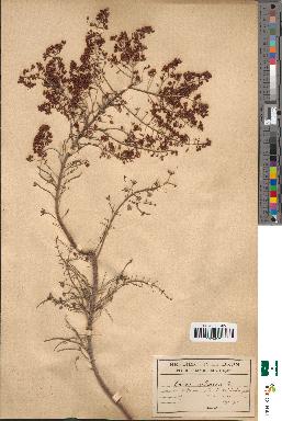 spécimen de Erica arborea