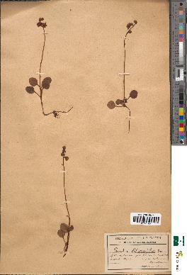 spécimen de Pyrola chlorantha