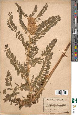 spécimen de Astragalus cicer