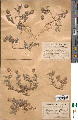 spécimen de Astragalus glaux
