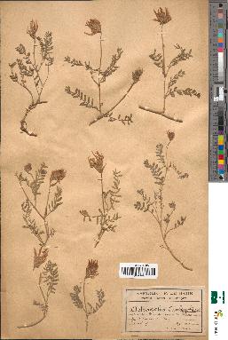 spécimen de Astragalus glaux