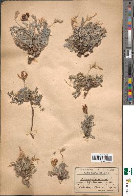 spécimen de Astragalus incanus