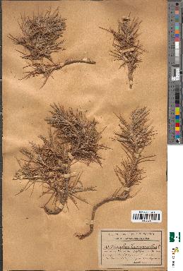 spécimen de Astragalus tragacantha