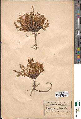 spécimen de Oxytropis foetida