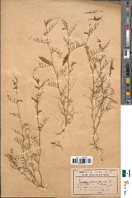 spécimen de Vicia peregrina
