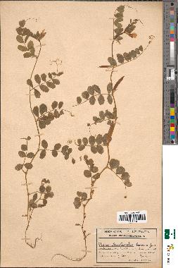 spécimen de Vicia barbazitae