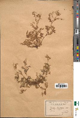 spécimen de Vicia disperma
