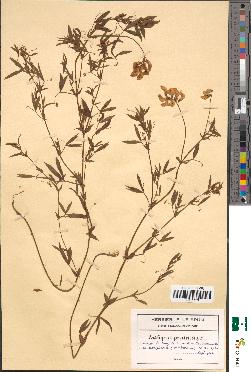 spécimen de Lathyrus pratensis