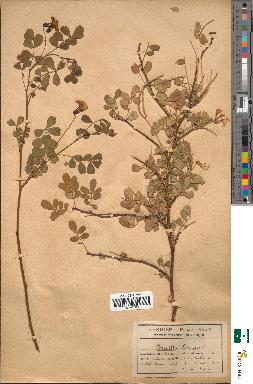 spécimen de Coronilla emerus