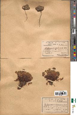 spécimen de Androsace pubescens