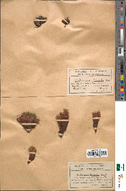 spécimen de Androsace hirtella