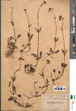 spécimen de Valeriana dioica