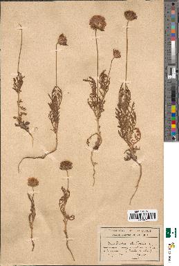 spécimen de Scabiosa stellata