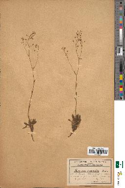 spécimen de Kernera saxatilis