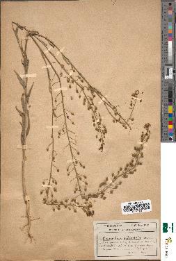 spécimen de Camelina sylvestris