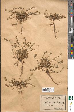 spécimen de Lepidium virginicum