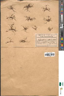 spécimen de Coleanthus subtilis