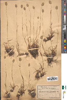 spécimen de Alopecurus gerardii