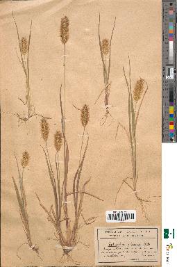 spécimen de Setaria glauca