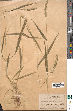 spécimen de Setaria verticillata