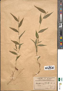 spécimen de Digitaria filiformis