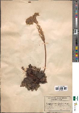 spécimen de Sempervivum gaudinii