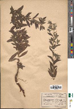 spécimen de Lithospermum officinale