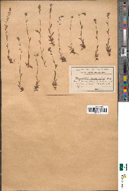 spécimen de Myosotis versicolor