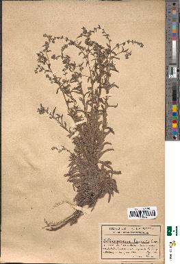 spécimen de Echinospermum lappula