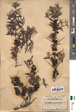 spécimen de Hippophae rhamnoides