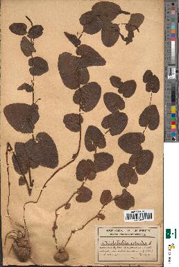 spécimen de Aristolochia rotunda