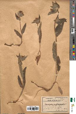 spécimen de Campanula glomerata
