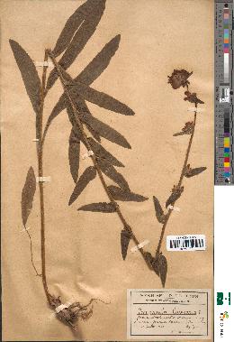 spécimen de Campanula cervicaria