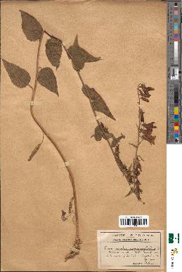 spécimen de Campanula rapunculoides