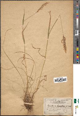 spécimen de Trisetum candollei