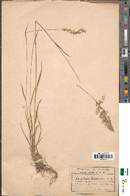 spécimen de Trisetum flavescens