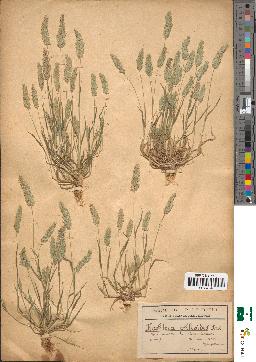 spécimen de Koehlera brevifolia
