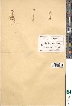 spécimen de Poa foucaudii