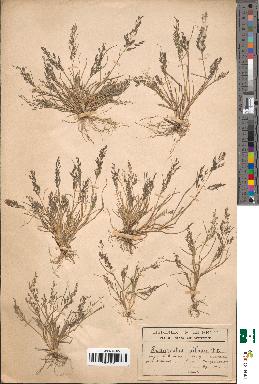 spécimen de Eragrostis pilosa