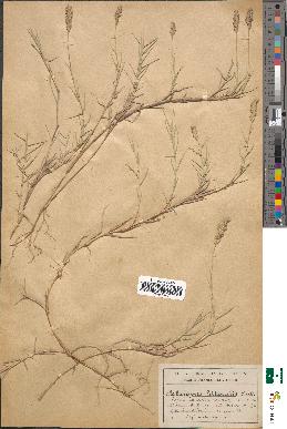 spécimen de Aeluropus littoralis