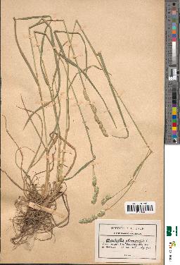 spécimen de Dactylis glomerata