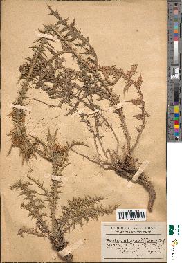 spécimen de Andryala integrifolia