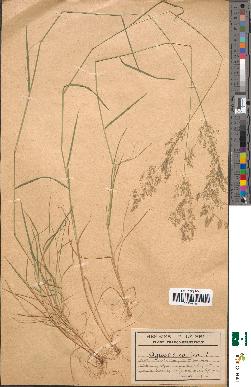spécimen de Agrostis canina