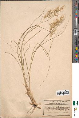 spécimen de Aristella bromoides