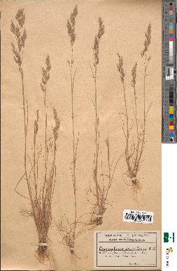 spécimen de Corynephorus articulatus
